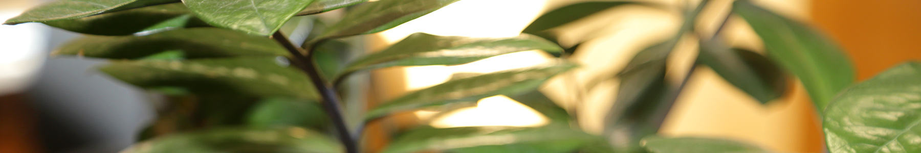 waldsoft Design