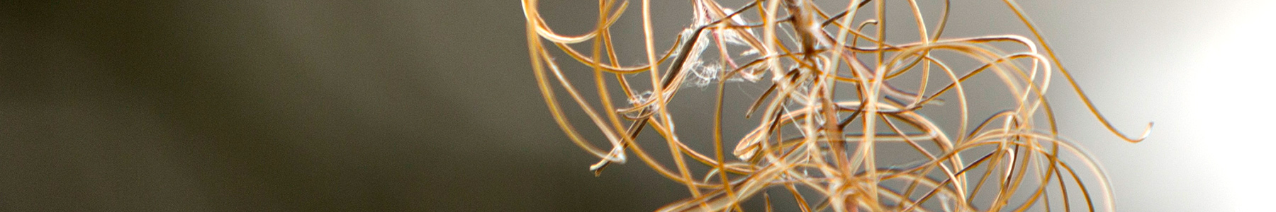 waldsoft Netzwerk Design