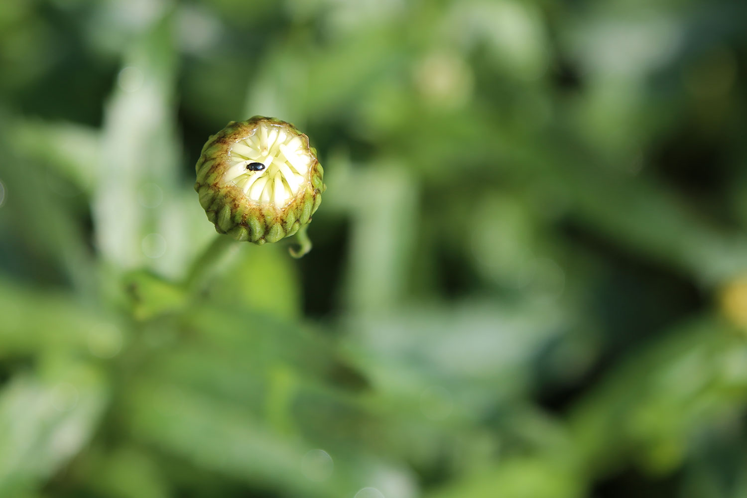 Naturmotiv Sonnenauge Käfer